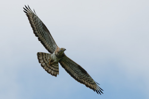 Falco pecchiaiolo