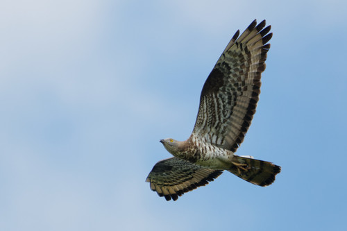 Falco pecchiaiolo