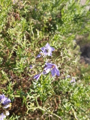 Solanum remyanum