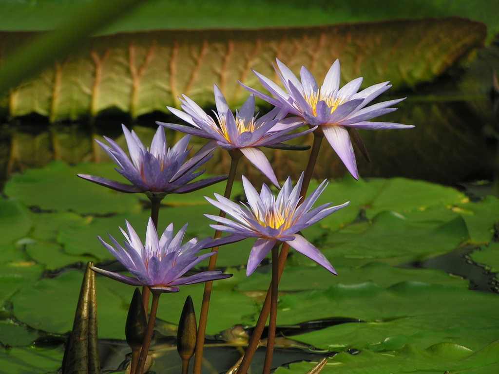 Cape Blue Waterlily - Photo (c) Arthur Chapman, some rights reserved (CC BY-NC-SA)