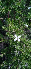 Bouvardia erecta