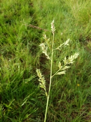 Eragrostis secundiflora