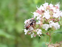 Epeoloides coecutiens