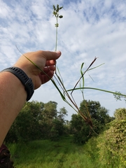 Eragrostis secundiflora