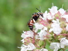 Epeoloides coecutiens