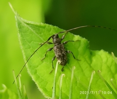 Leiopus femoratus
