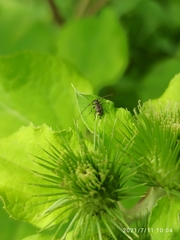 Leiopus femoratus