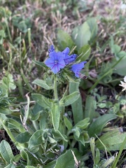 Echium vulgare