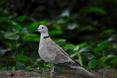 Streptopelia decaocto