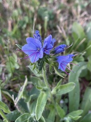 Echium vulgare