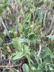 Echium vulgare
