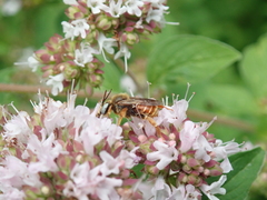 Epeoloides coecutiens