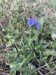 Echium vulgare