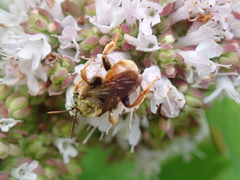Epeoloides coecutiens