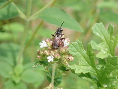 Epeoloides coecutiens