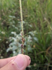 Elionurus tripsacoides