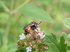 Epeoloides coecutiens