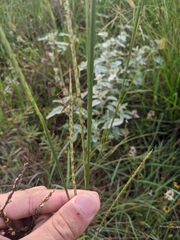 Elionurus tripsacoides