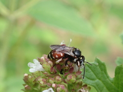 Epeoloides coecutiens