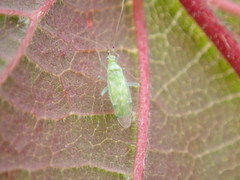 Malacocoris chlorizans