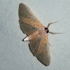 Diaphania costata
