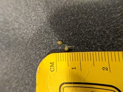 Juncus dichotomus