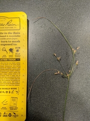 Juncus dichotomus