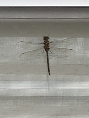 Rhionaeschna psilus