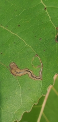 Stigmella populetorum