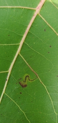 Stigmella populetorum
