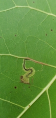 Stigmella populetorum