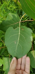 Stigmella populetorum