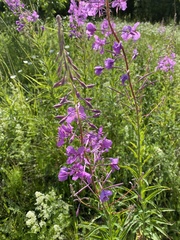 Chamaenerion angustifolium