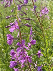 Chamaenerion angustifolium