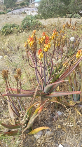Aloe adigratana