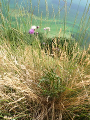 Jurinea salicifolia