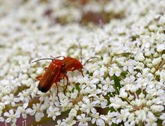 Rhagonycha fulva