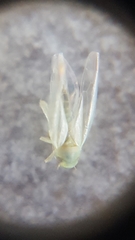 Cicadellidae