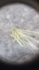 Cicadellidae