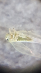 Cicadellidae
