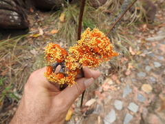 Eucalyptus miniata