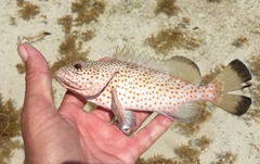 Epinephelus guttatus