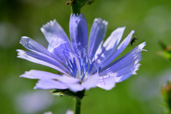 Cichorium intybus