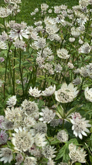 Astrantia major