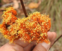 Eucalyptus miniata