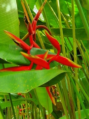 Heliconia × rauliniana