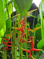 Heliconia × rauliniana