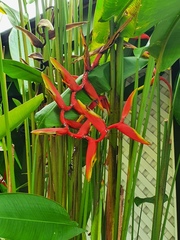 Heliconia × rauliniana