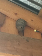 Dolichovespula norwegica