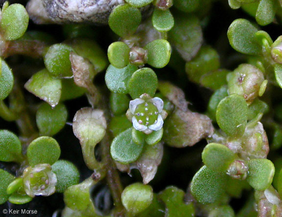 California Waterwort